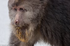 9642_Tibetan macaque (Macaca thibetana).jpg