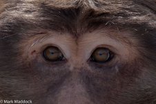 9665_Tibetan macaque (Macaca thibetana)_02.jpg