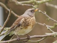 Fieldfare no apple.jpg