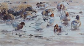 Ebbing Tide, wigeon  (800x441).jpg