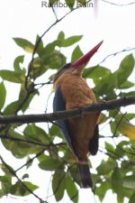 Black-backed Kingfisher (Ceyx erithacus) (8).jpg