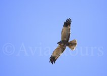 Marsh-harrier.jpg