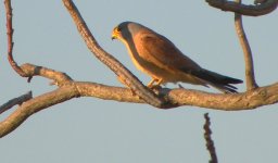 01 Lesser Kestrel130301.jpg