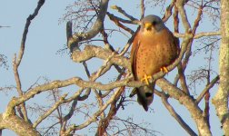 02 Lesser Kestrel130301.jpg