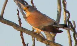 03 Lesser Kestrel130301.jpg