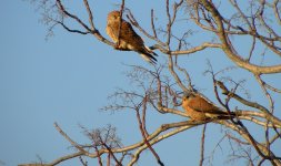 05 Lesser Kestrel130301.jpg