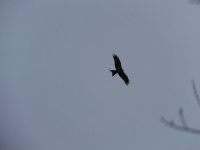 red kite over.jpg