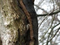 treecreeper.jpg