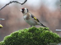 Goldfinch on moss 1 mini.jpg