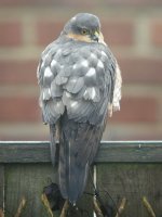 Sparrow Hawk in Garden 2.jpg