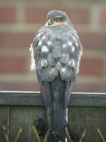 Sparrow Hawk in Garden 5.jpg