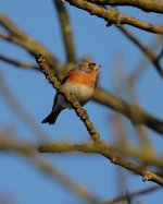 brambling9.jpg