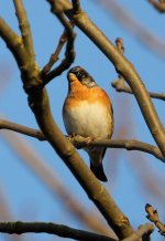 brambling10.jpg