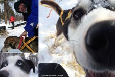 dog sled pasvik march2013 Amundsen Biotope.jpg