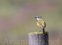 Yellow-Wagtail.jpg