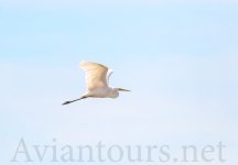 Great-White-Egret.jpg