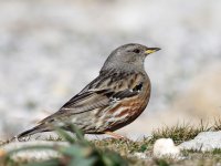 Alpine Accentor_5760.jpg