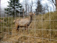 2013_Labahe deer enclosure.jpg