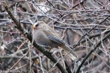 9699_Great Parrotbill.jpg