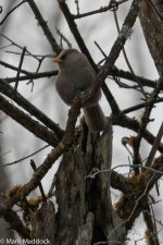 9701_Great Parrotbill.jpg