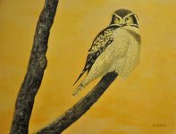 Hawk Owl Portrait (800x611).jpg