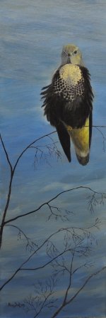 Rough-legged Buzzard painting (269x800).jpg