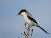 Loggerhead Shrike.jpg