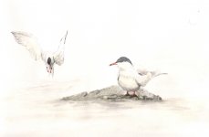 common-terns-landsort.jpg