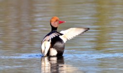 Red Crested Pochard wings_800x470.jpg