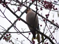 Waxwing.jpg