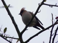 Waxwing2.jpg