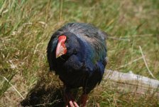 Takahe 1s.JPG