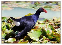 Pukeko%20%28Purple%20Swamp%20Hen%29%20-%20Rotorua-X2.jpg