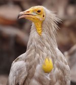 Egyptian Vulture - engorged crop.jpg