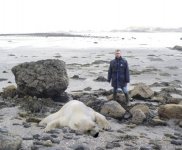 polar_bear_mull_1.jpg