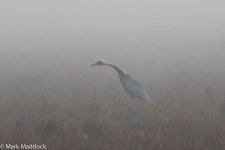 8860_White-naped Crane.jpg