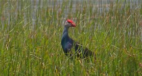 DSCN6790 Purple Swamphen 2.jpg