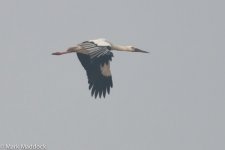 8929_Oriental Stork.jpg