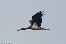 8932_Black Stork.jpg