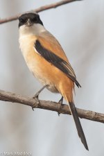 8943_Long-tailed Shrike.jpg