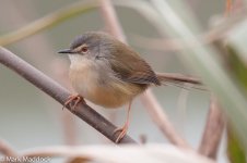 9040_Yellow-bellied Prinia.jpg