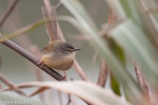 9048_Yellow-bellied Prinia.jpg