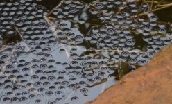 DSCN3579 Chequered Keelback with frogspawn.jpg