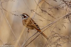 9094_Meadow Bunting.jpg