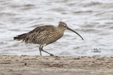 curlew1.jpg