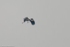 9135_Oriental Stork.jpg