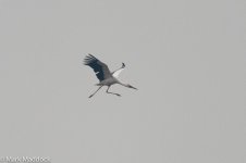 9136_Oriental Stork.jpg