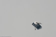 9140_Oriental Stork.jpg
