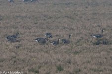 9156_White-fronted Geese.jpg