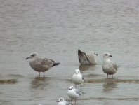 young gulls.jpg